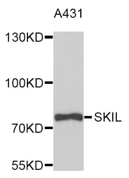 SKIL / SNO / SnoN Antibody