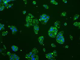 Monoclonal Mouse anti-Human BRAF / B-Raf Antibody (clone OTI1E2, IHC, IF, WB)