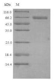 Mouse PLBD2 Protein (Recombinant 6His, N-terminus)