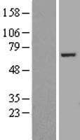 FASTKD2 Protein (Over-Expression Lysate Myc-DDK (Flag))