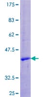 Human UTS2 / Urotensin II Protein (Recombinant GST)