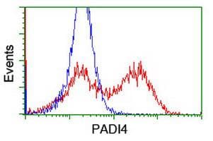 PADI4 / PAD4 Antibody (clone OTI6A2, Carrier-free)