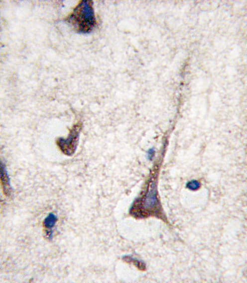 CD3G Antibody (aa48-76)