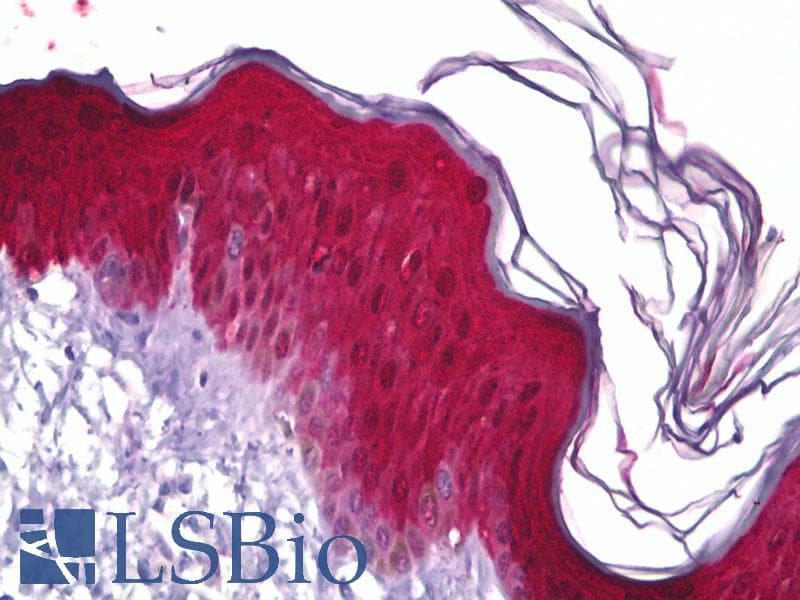 PathPlus™ HSPB1 / HSP27 Antibody (aa48-97)