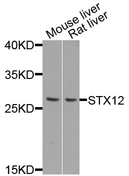 STX12 / Syntaxin 12 Antibody