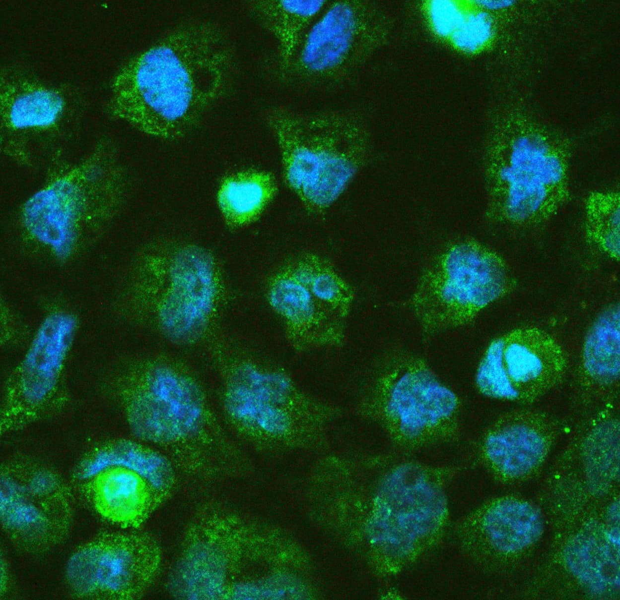DGCR8 Antibody