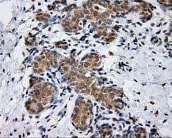 PTPRE / PTP Epsilon Antibody (clone OTI5E8)
