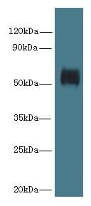 GK5 Antibody