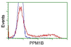 PPM1B Antibody (clone OTI3C2)