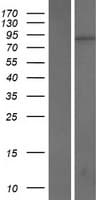 KRI1 Protein (Over-Expression Lysate Myc-DDK (Flag))