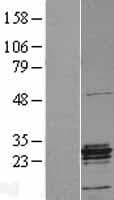 HSD17B10 / HADH2 Protein (Over-Expression Lysate Myc-DDK (Flag))