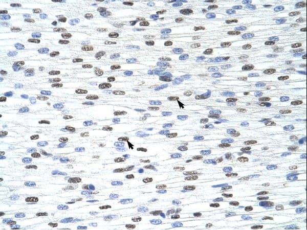 TDP-43 / TARDBP Antibody (aa337-386, Biotin)
