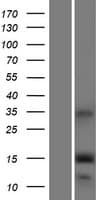 IFITM5 Protein (Over-Expression Lysate Myc-DDK (Flag))