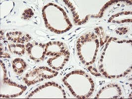 APMAP / C20orf3 Antibody (clone OTI3B3, Carrier-free)