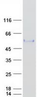Human ITFG2 Protein (Recombinant Myc-DDK (Flag))