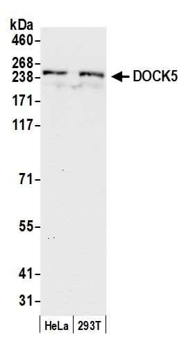 PathPlus™ DOCK5 Antibody (aa350-400)