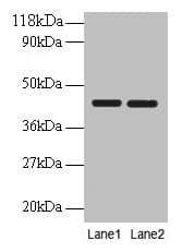 IHC-plus™ Polyclonal Rabbit anti-Human Basigin / Emmprin / CD147 Antibody (aa 138-321, IHC, WB)