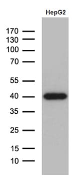 DNAJB4 Antibody (aa2-337, clone OTI2F8)