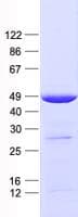 Human ATP6V1C2 Protein (Recombinant His, N-Terminal)