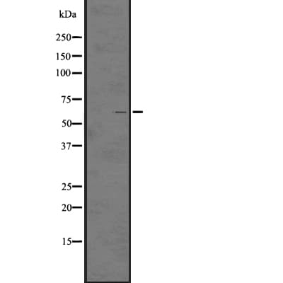 ADGRG3 / GPR97 Antibody