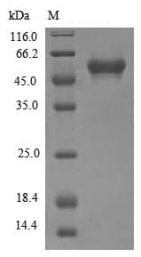 Human CLK2 Protein (Recombinant 6His-SUMO, N-terminus)