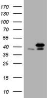 PCNA Antibody (clone OTI4E3, Carrier-free)