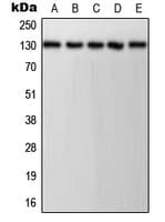 PECAM-1 / CD31 Antibody (phospho-Tyr713)