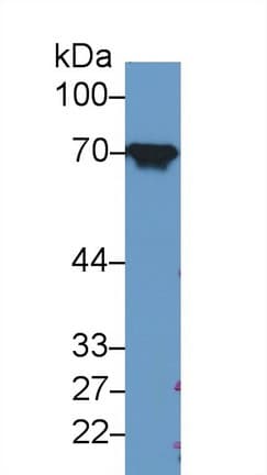 HSPA8 / HSC70 Antibody (aa534-615)