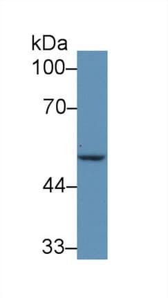 IRF6 Antibody (aa150-445)