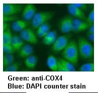 COX4 Antibody
