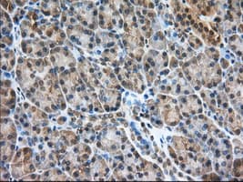 Monoclonal Mouse anti-Human PDE4A / PDE4 Antibody (clone OTI6D6, IHC, IF, WB)