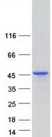 Human MAGIX Protein (Recombinant Myc-DDK (Flag))