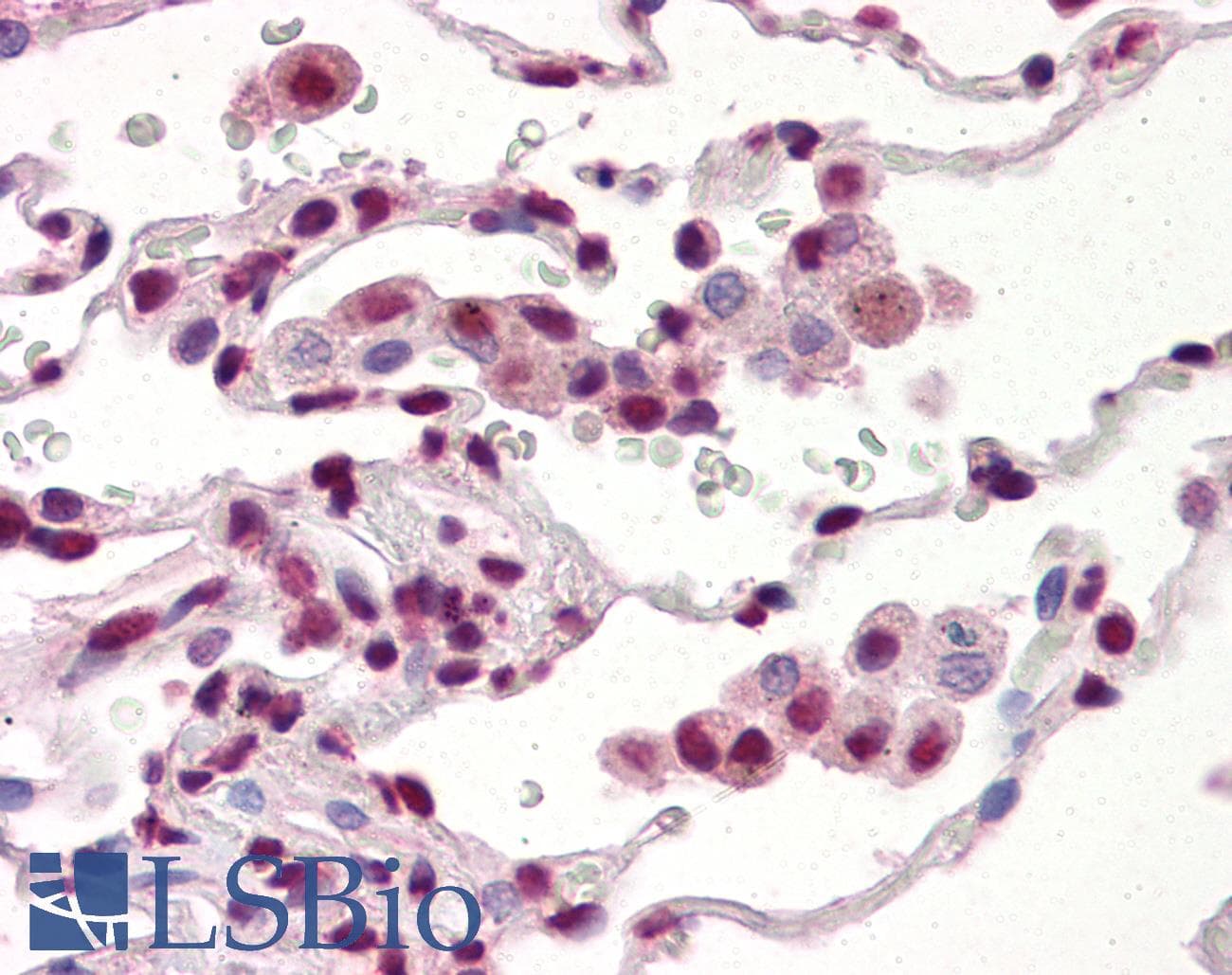 IHC-plus™ TDP-43 / TARDBP Antibody (aa1-260, clone K1B8)