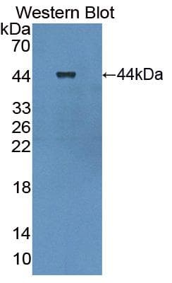 LGALS13 / Galectin 13 Antibody (aa1-139, Cy3)