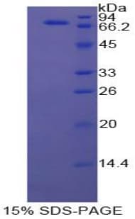 Bovine HSPA1B Protein (Recombinant His)