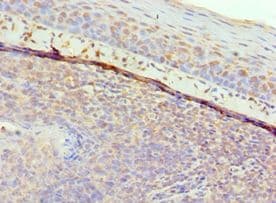 GAL / Galanin Antibody (aa20-123)