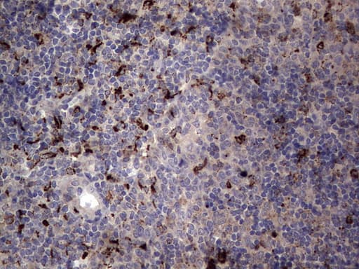 CD68 Antibody (aa22-319, clone OTI7D3)