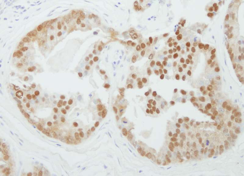 PRMT5 Antibody (aa580-C-term)