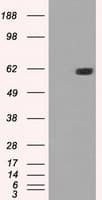 STK39 / SPAK Antibody (clone OTI4H3)