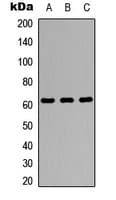 Polyclonal Rabbit anti-Human ZBTB7A / Pokemon Antibody (Internal, WB)