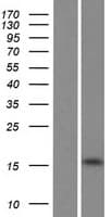 UBE2NL Protein (Over-Expression Lysate Myc-DDK (Flag))