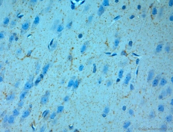 Polyclonal Rabbit anti-Rat GRIN3A / NR3A Antibody (aa1091-1135, IHC)