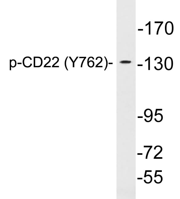 CD22 Antibody (phospho-Tyr762)
