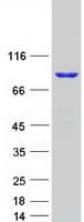 Human DHX32 Protein (Recombinant Myc-DDK (Flag))