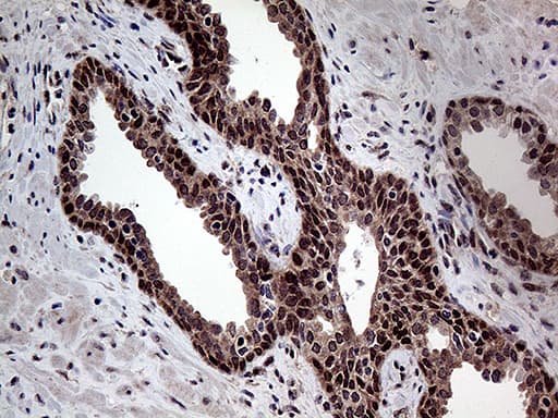 GTPCH1 / GCH1 Antibody (clone OTI5A1)