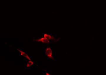 ARHGEF12 Antibody
