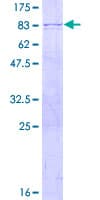 Human POLR3D Protein (Recombinant GST)