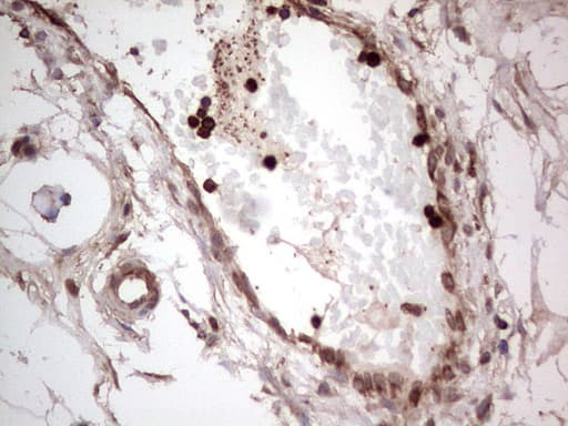 PKM2 Antibody (clone 12B9)