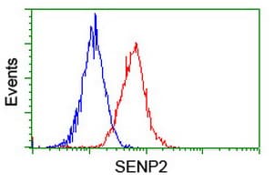 Monoclonal Mouse anti-Human SENP2 Antibody (clone OTI1H2, IHC, IF, WB)