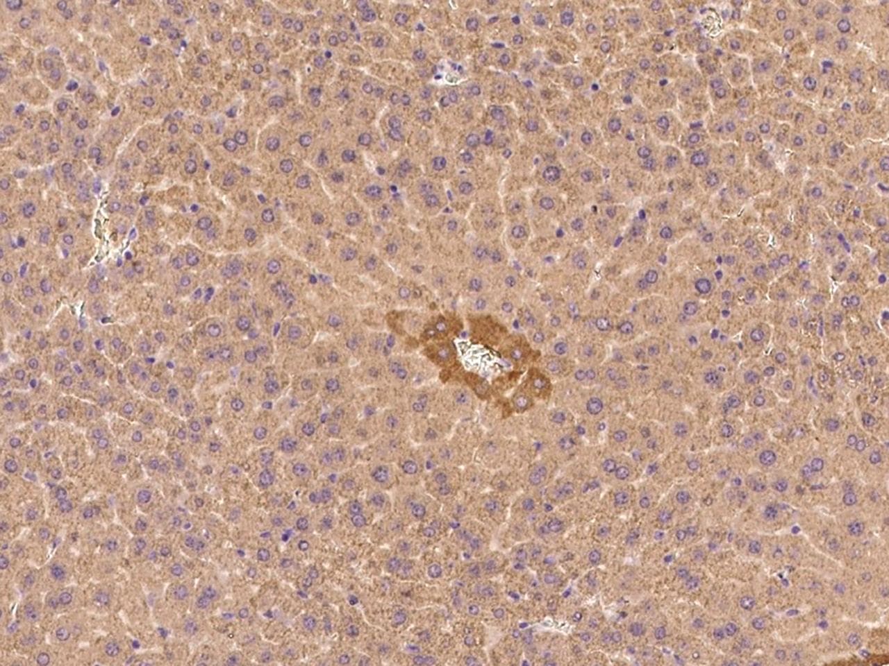 Polyclonal Rabbit anti-Mouse IGF1 Antibody (IHC)